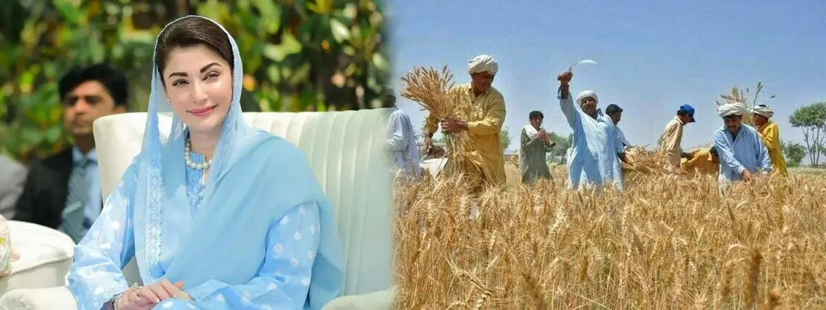 وزیراعلیٰ پنجاب مریم نواز کا کسانوں کیلئے بڑا ریلیف پیکج، 3500 روپے فی من گندم خریداری کا اعلان